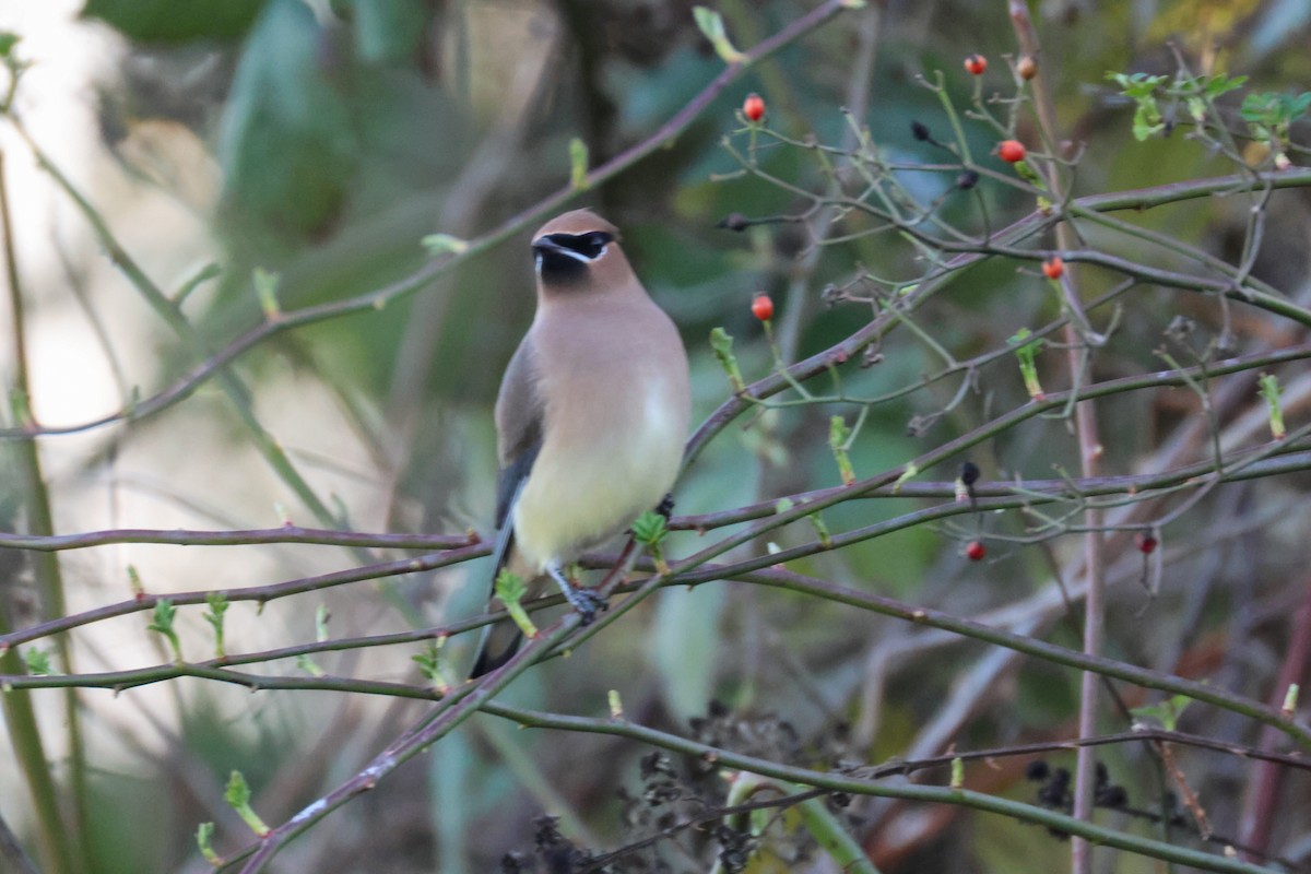 ציצנית אמריקנית - ML649180418