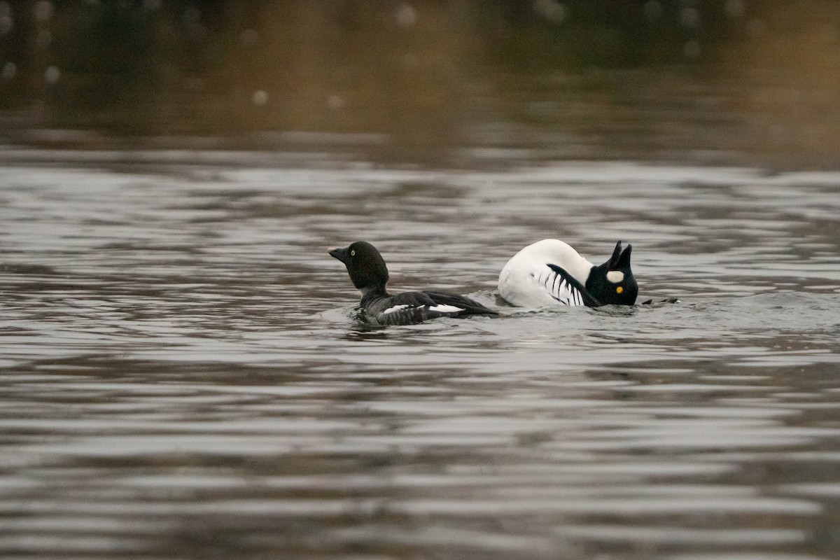 Murgilari urrebegia - ML649180471