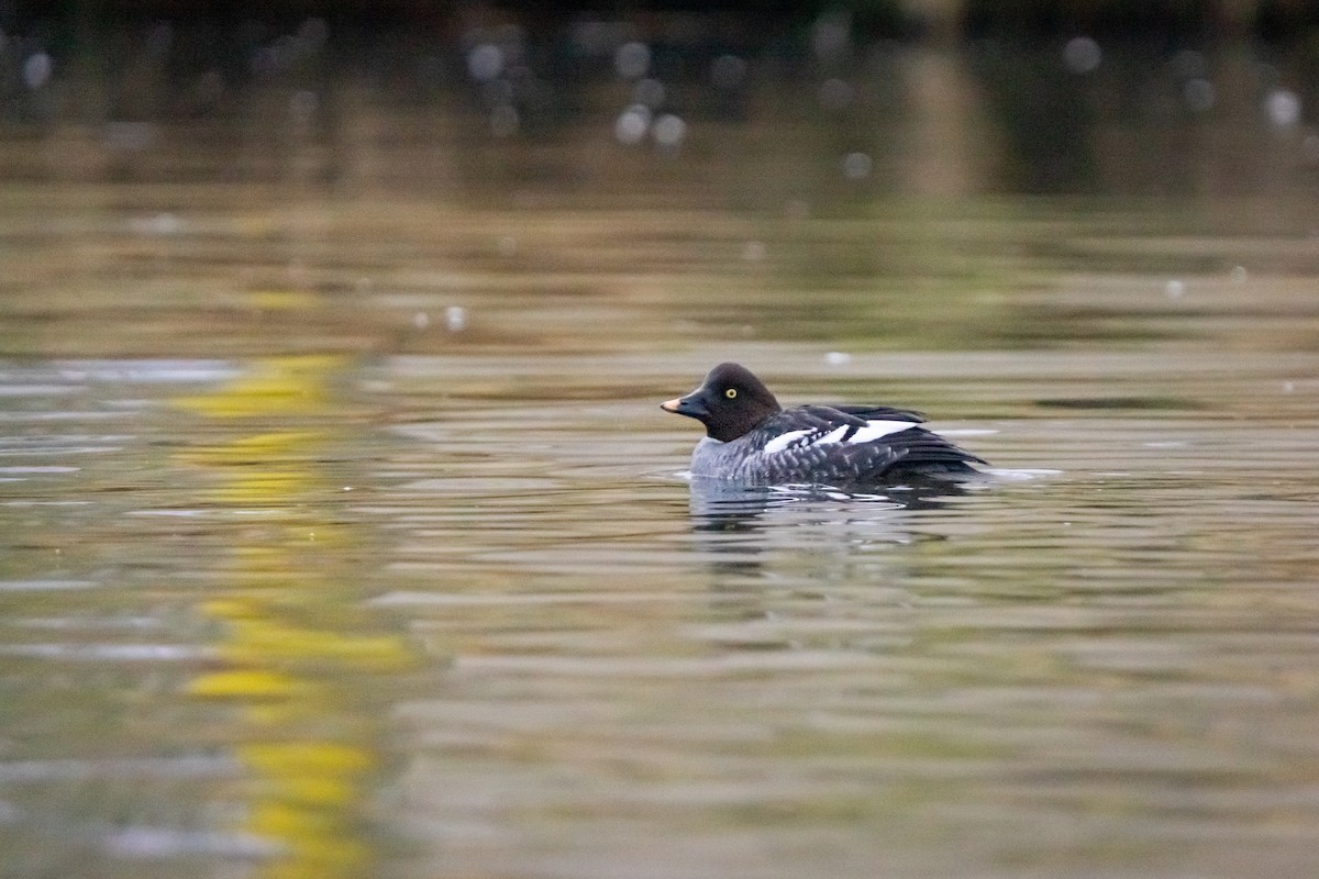 Гоголь зеленоголовий - ML649180472