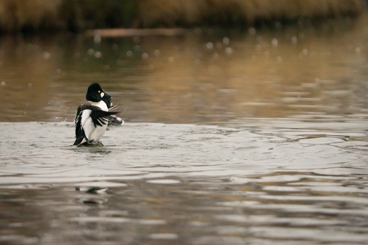 Murgilari urrebegia - ML649180473