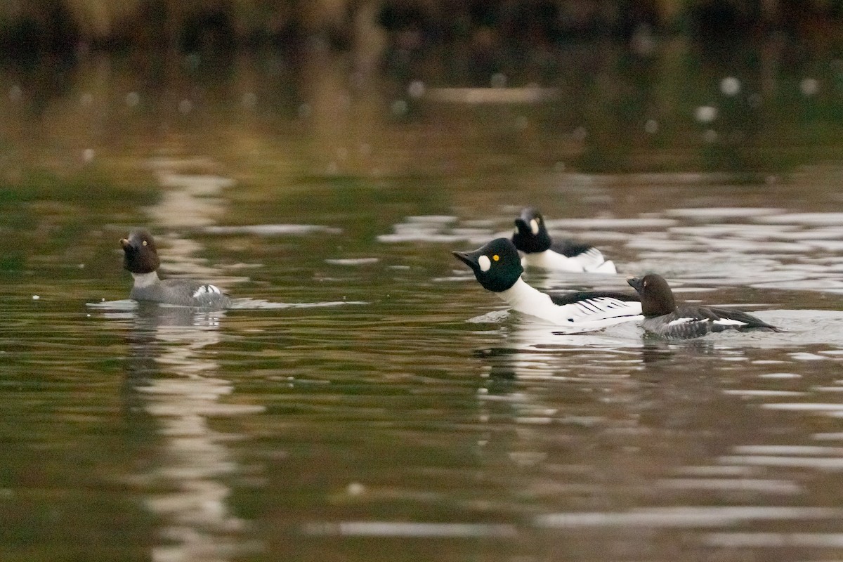 Murgilari urrebegia - ML649180474