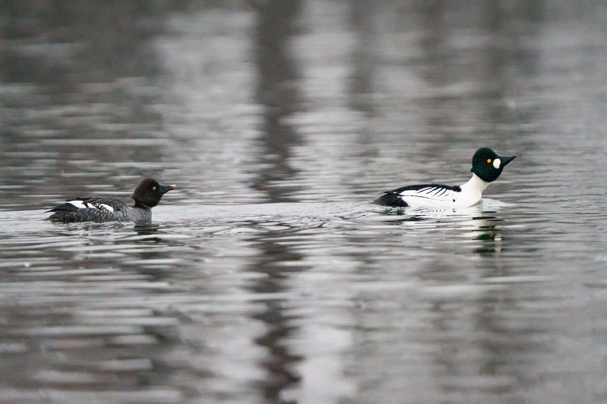 Murgilari urrebegia - ML649180477