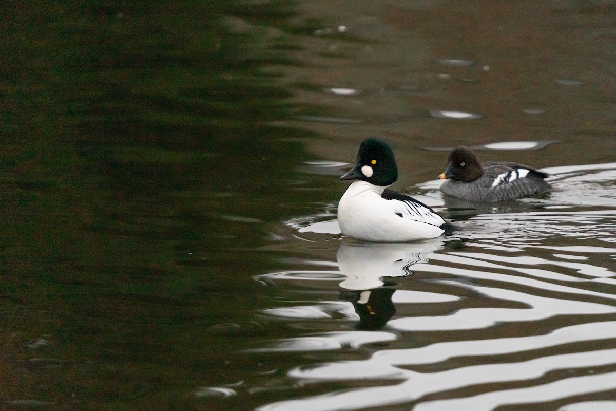 Гоголь зеленоголовий - ML649180478