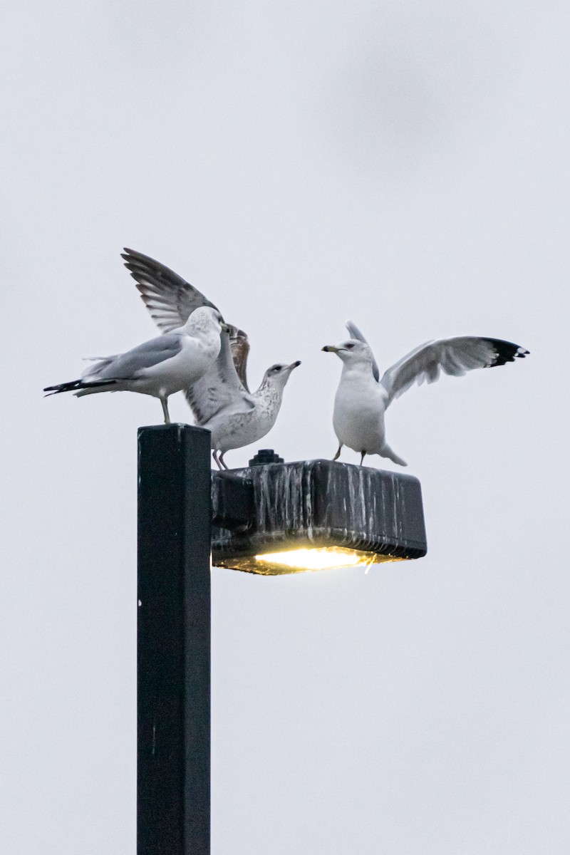 Delawareko kaioa - ML649180489