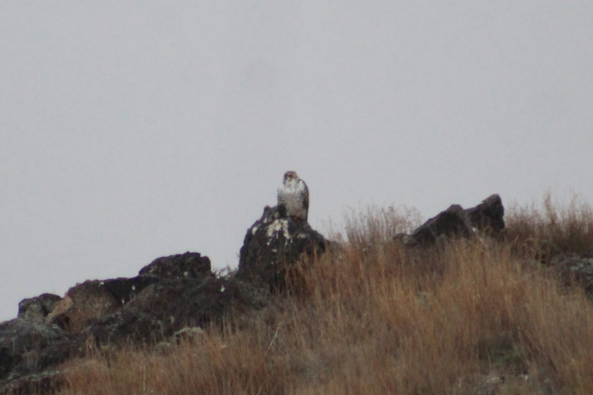 Сокіл прерієвий - ML649180542