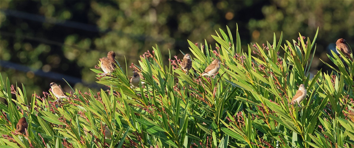 Scaly-breasted Munia (Checkered) - ML649180575