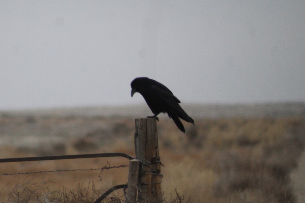 Крук звичайний - ML649180591