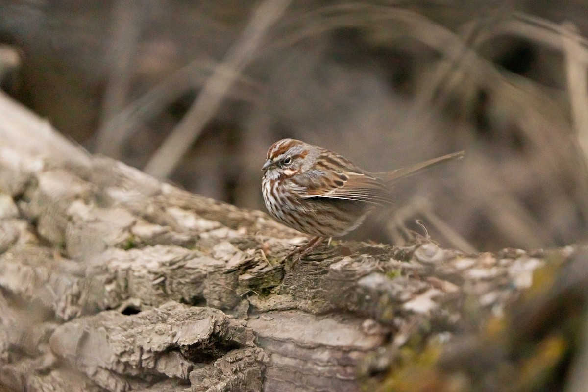 Пасовка співоча - ML649180615