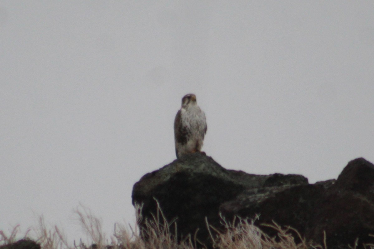 Сокіл прерієвий - ML649180642