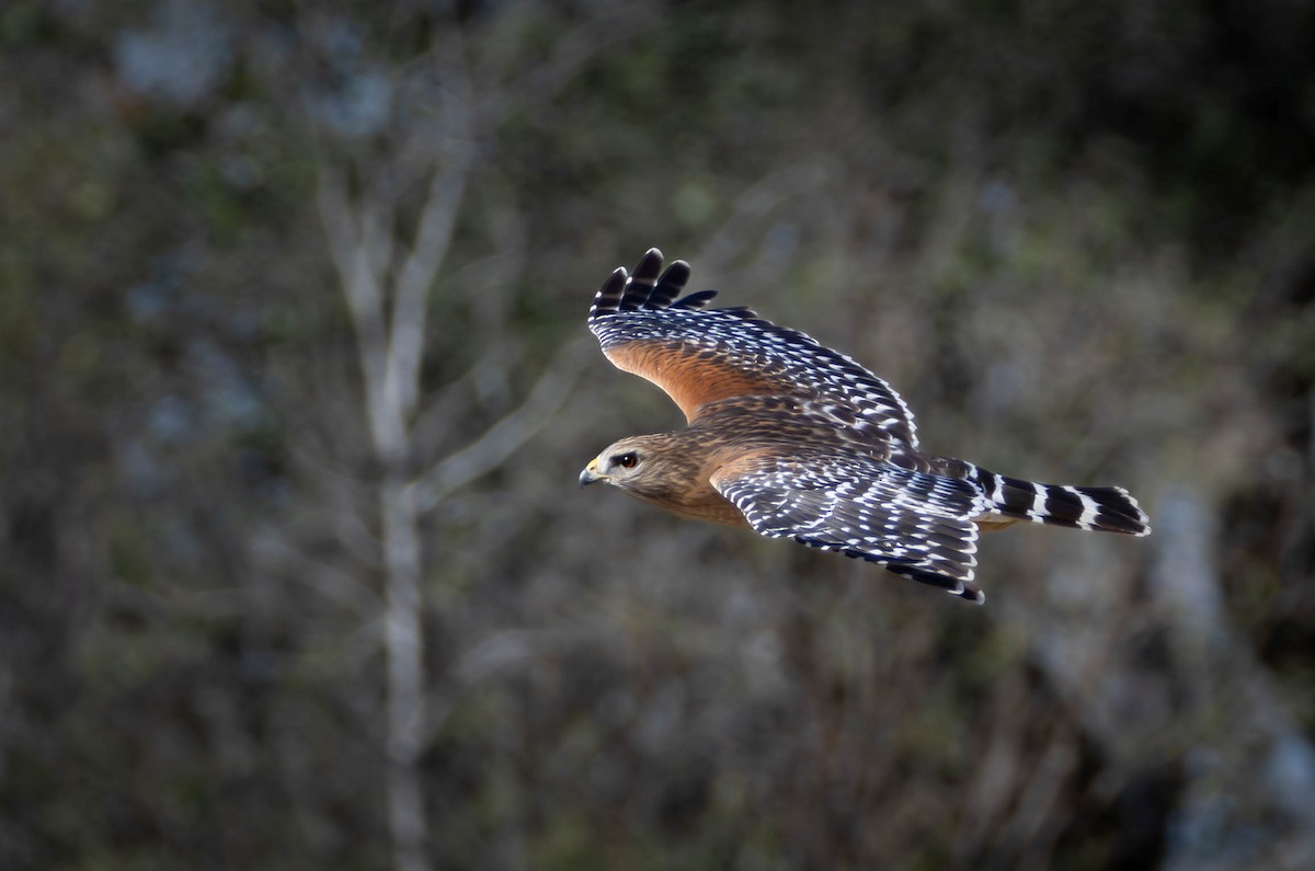 Red-shouldered Hawk - ML649180691