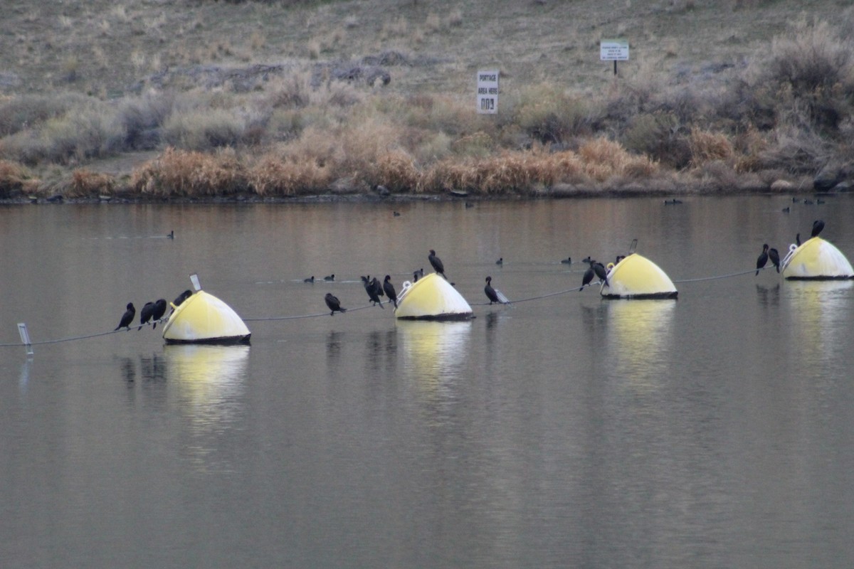 Баклан вухатий - ML649180692