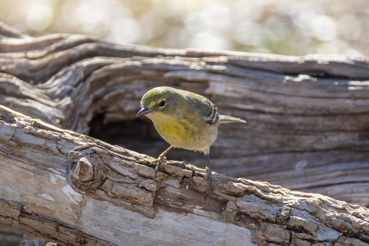 Pine Warbler - ML649180722