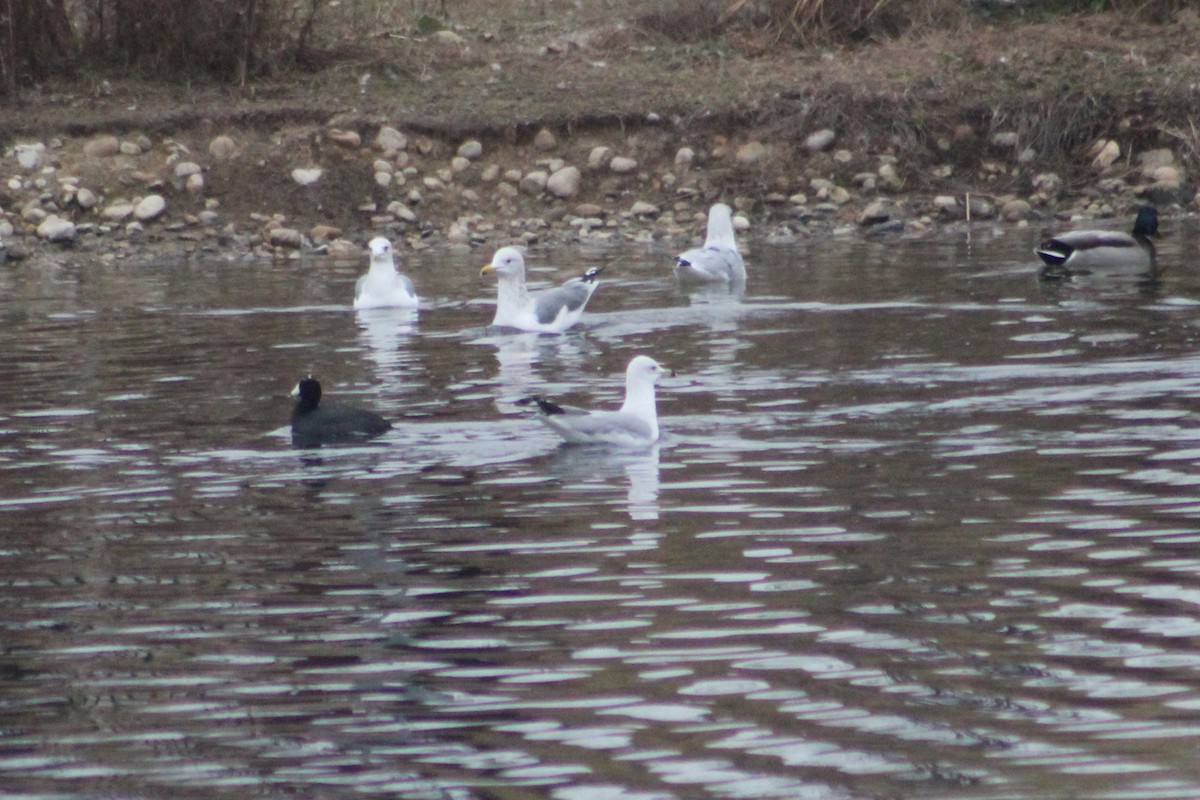 Мартин делаверський - ML649180805