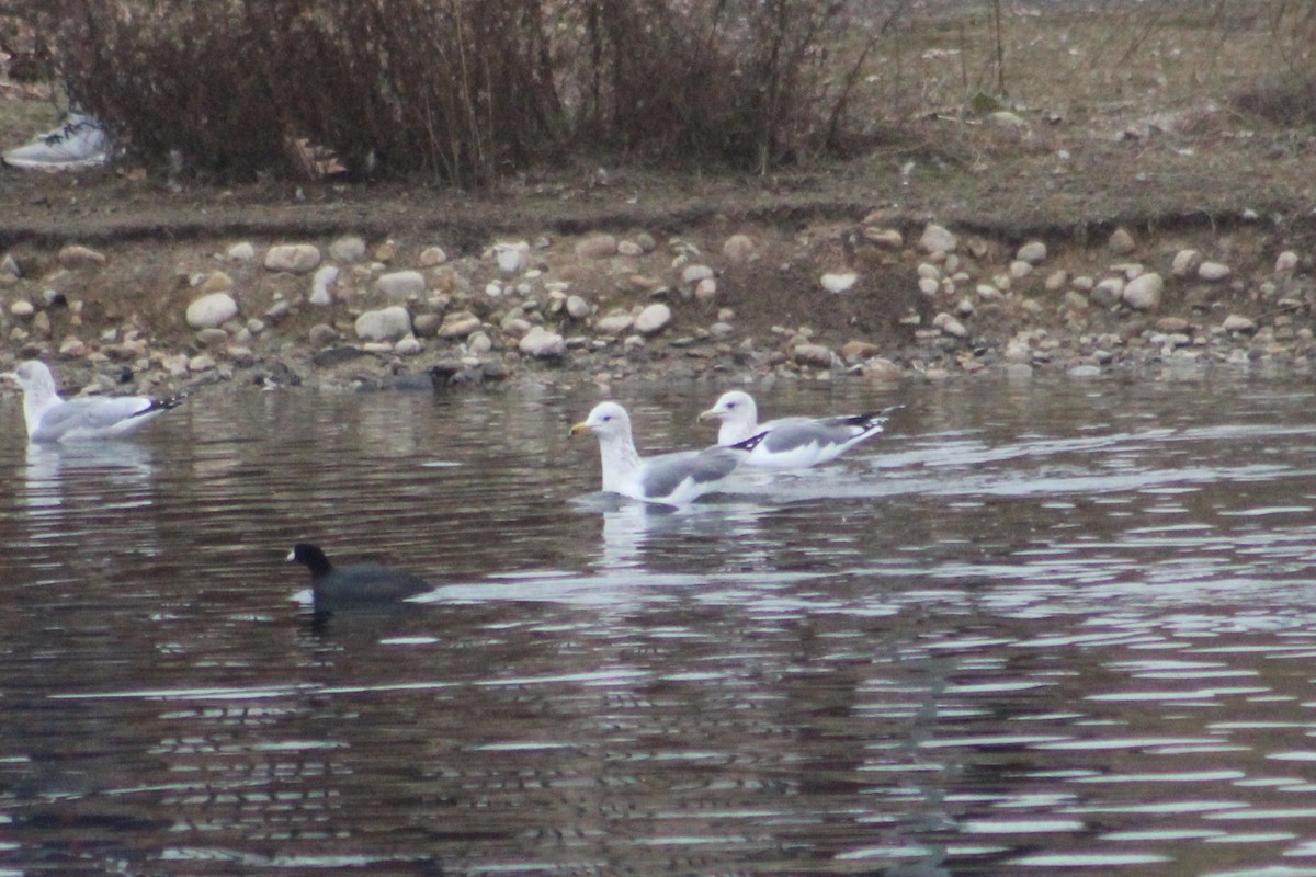 Мартин каліфорнійський - ML649180819