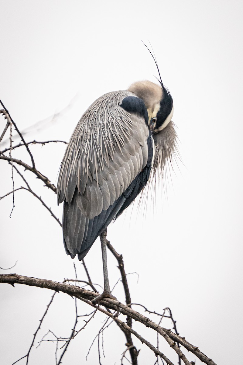 Чапля північна [група herodias] - ML649180839