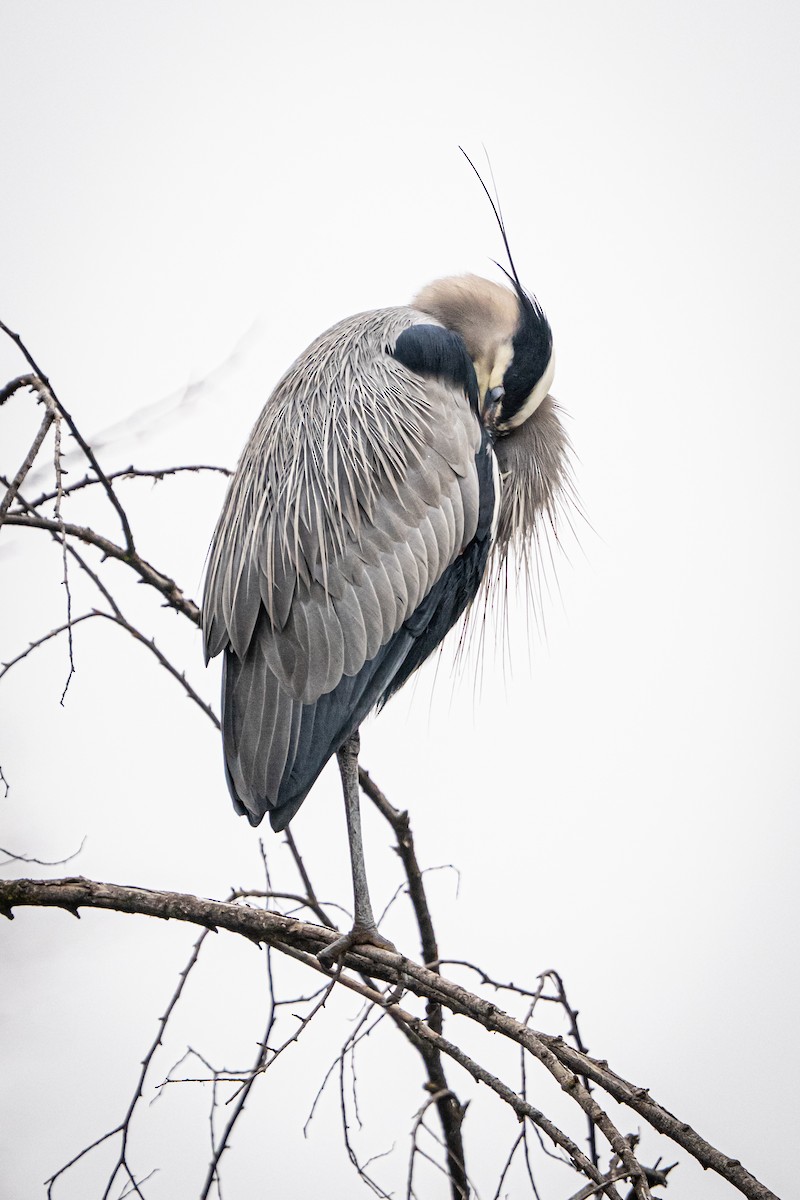Чапля північна [група herodias] - ML649180840