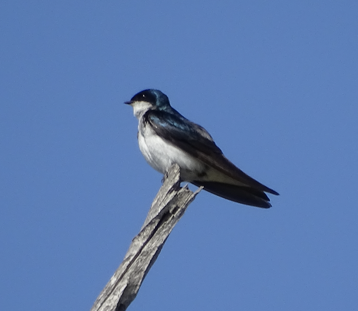 Tree Swallow - ML649180943