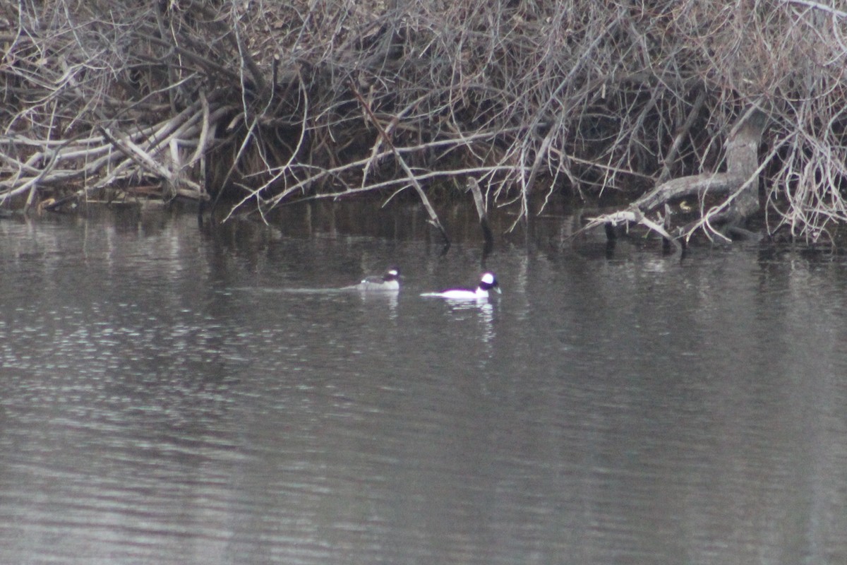 Гоголь малий - ML649180958