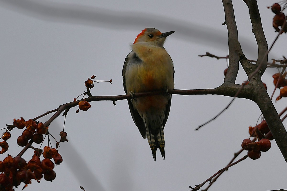 Red-bellied Woodpecker - ML649181036