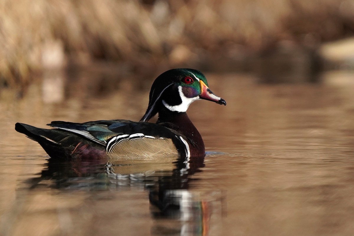 アメリカオシ - ML649181054