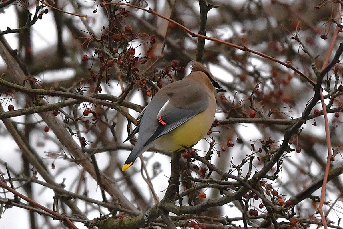ציצנית אמריקנית - ML649181083