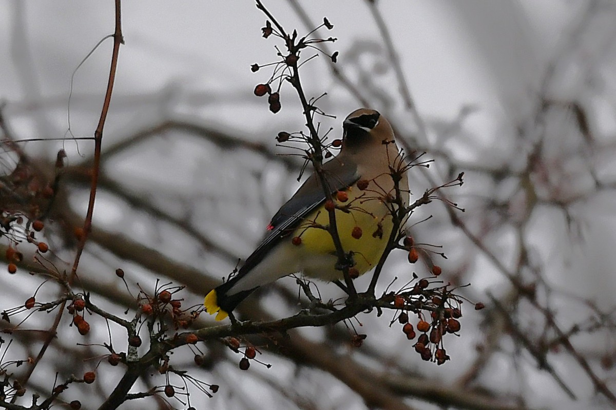 ציצנית אמריקנית - ML649181084