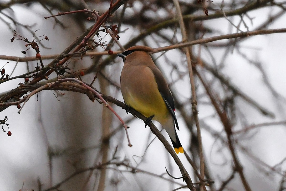 ציצנית אמריקנית - ML649181085