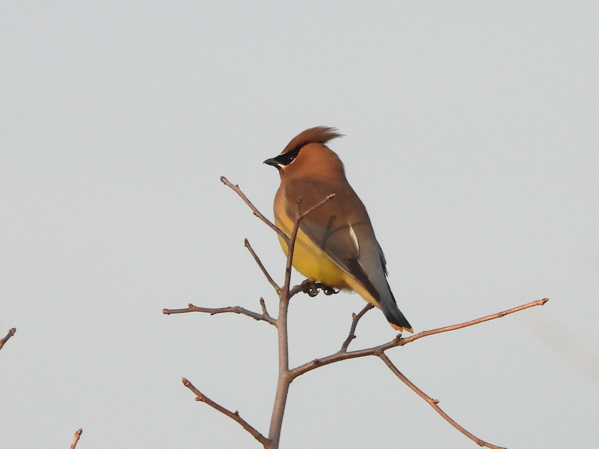 ציצנית אמריקנית - ML649181091