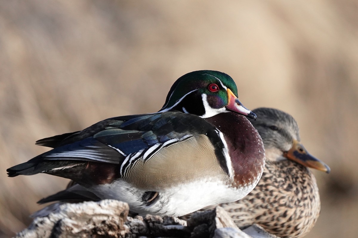 アメリカオシ - ML649181099