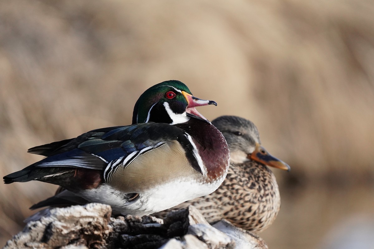 アメリカオシ - ML649181100