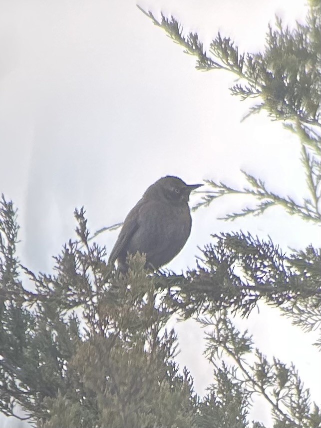 Rusty Blackbird - ML649181156