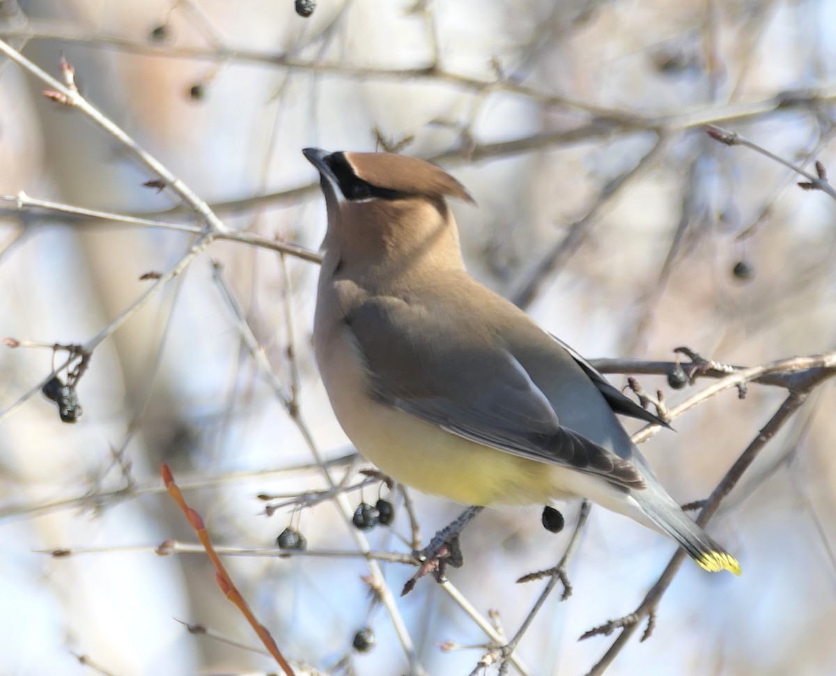 ציצנית אמריקנית - ML649181324