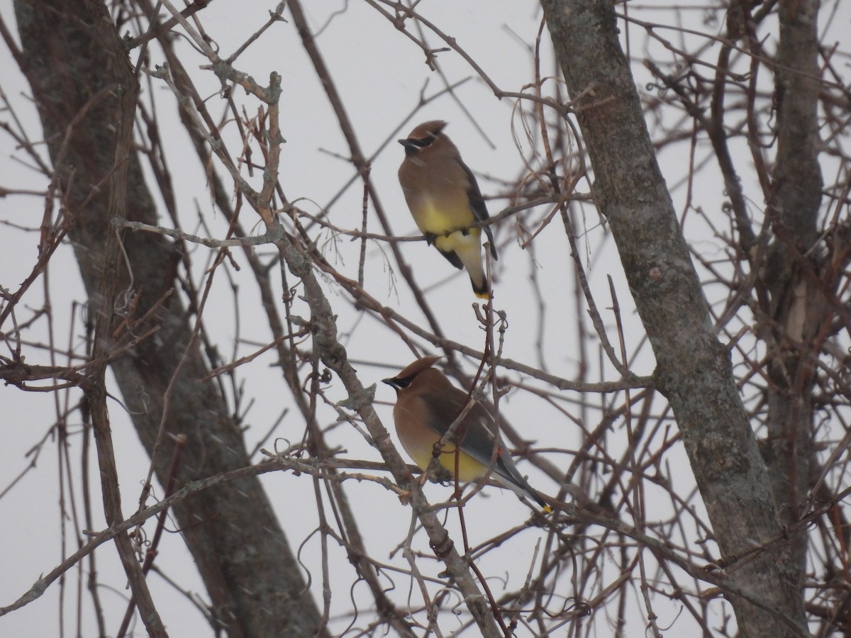 ציצנית אמריקנית - ML649181327