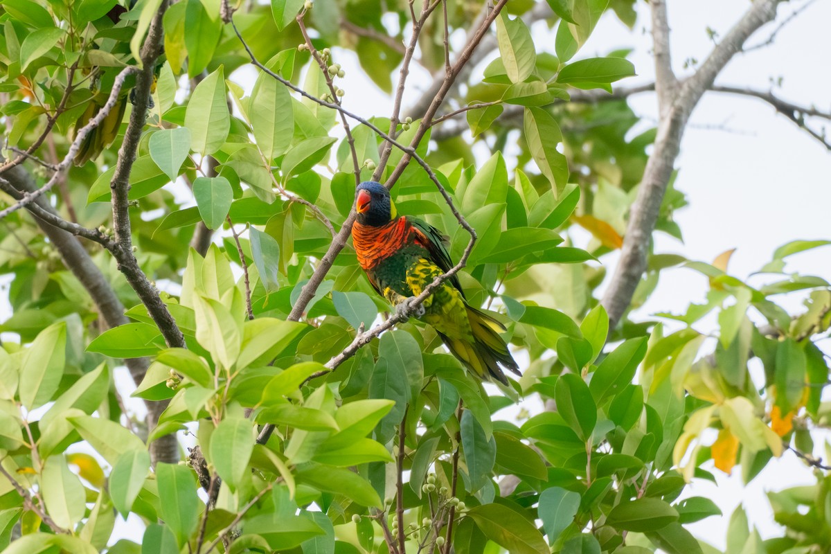 Coconut Lorikeet - ML649181458