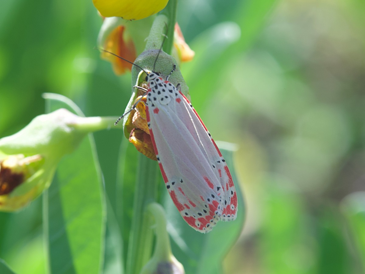 Ornate Bella Moth - ML649181585
