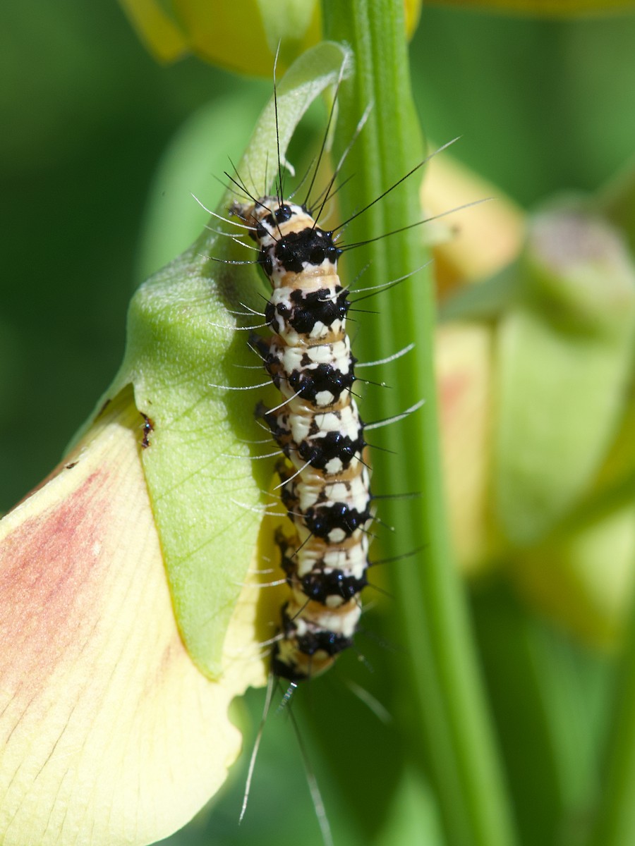 Ornate Bella Moth - ML649181586