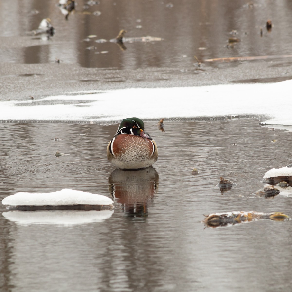 アメリカオシ - ML649181770