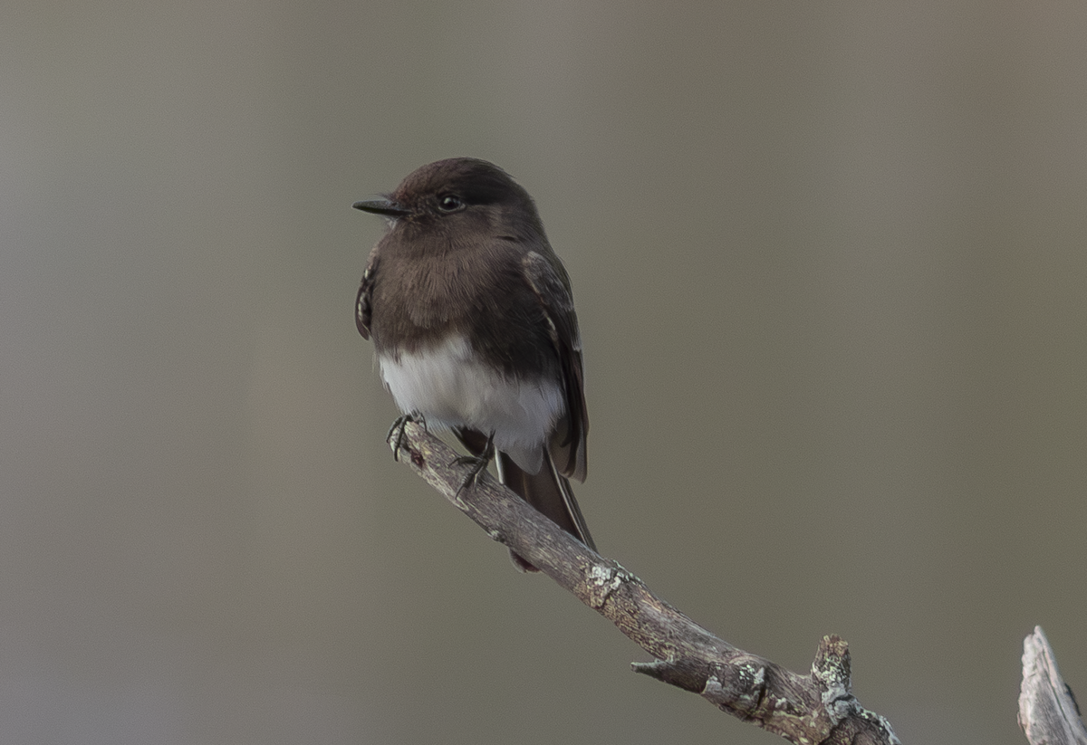 Black Phoebe - ML649181816