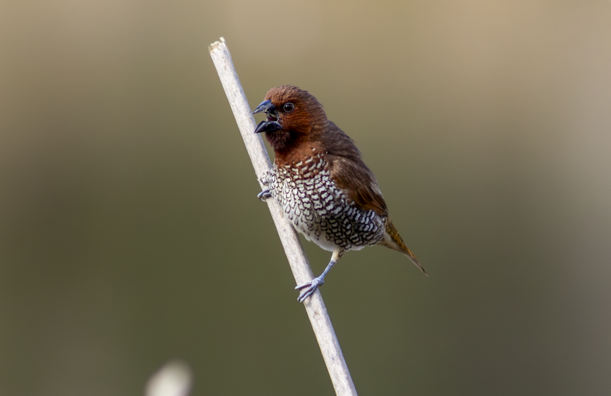 Scaly-breasted Munia - ML649181830