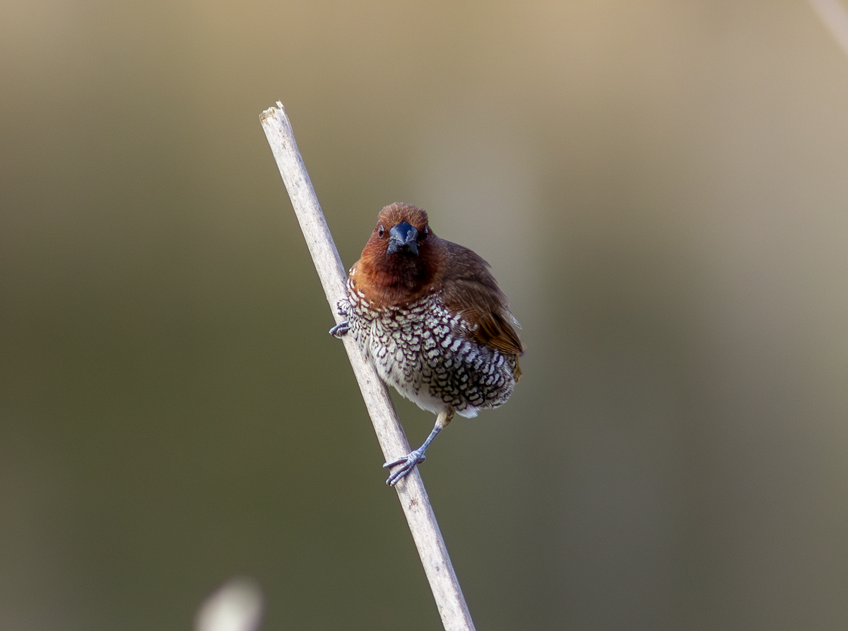 Scaly-breasted Munia - ML649181831