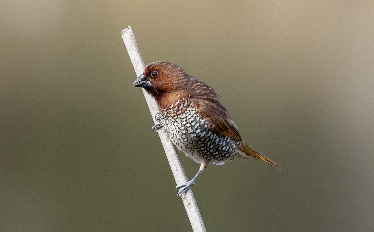 Scaly-breasted Munia - ML649181832