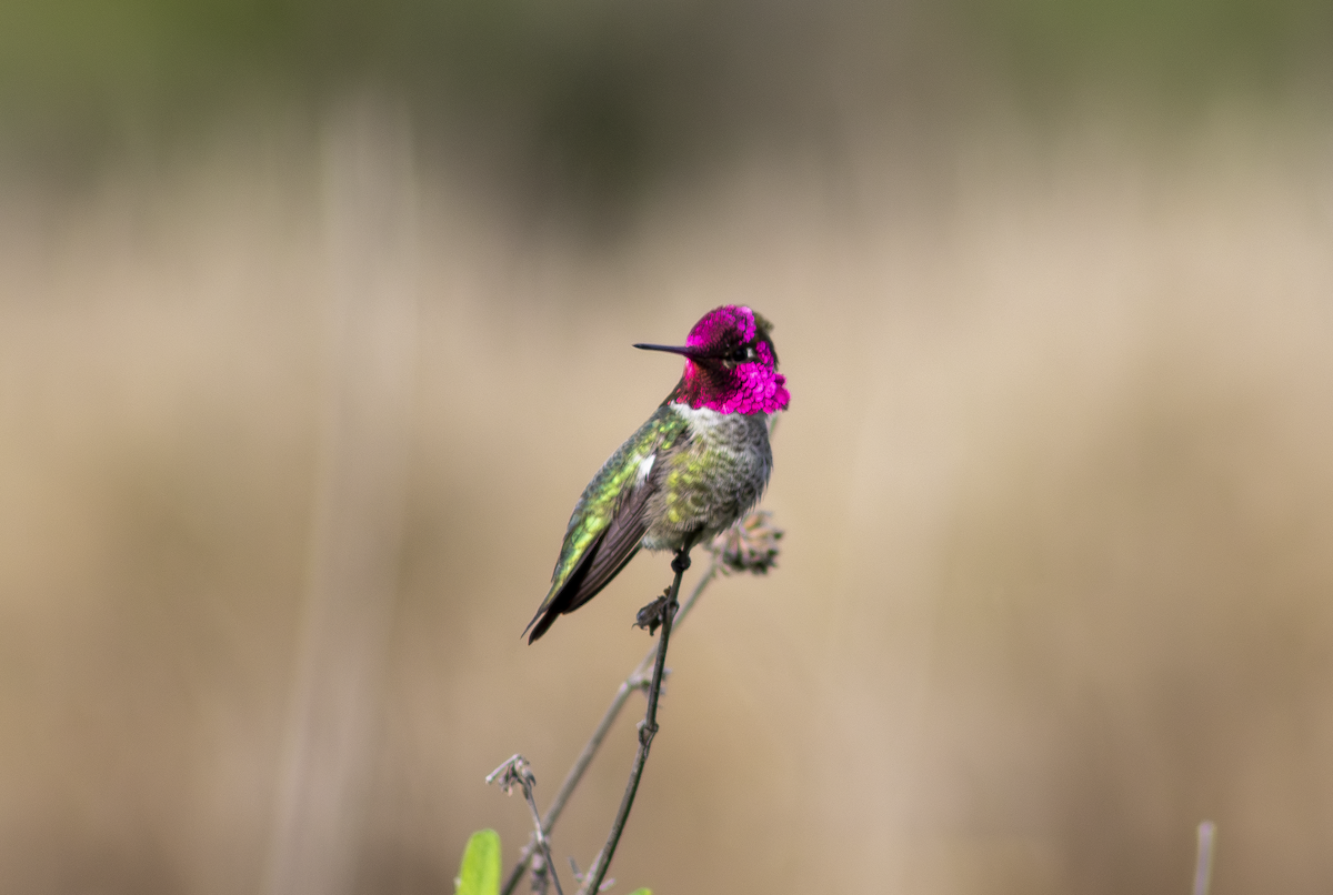 Anna's Hummingbird - ML649181844