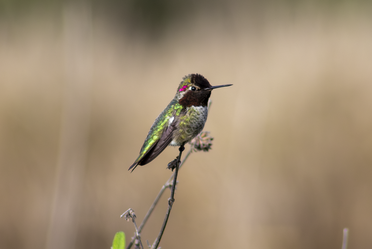 Anna's Hummingbird - ML649181845