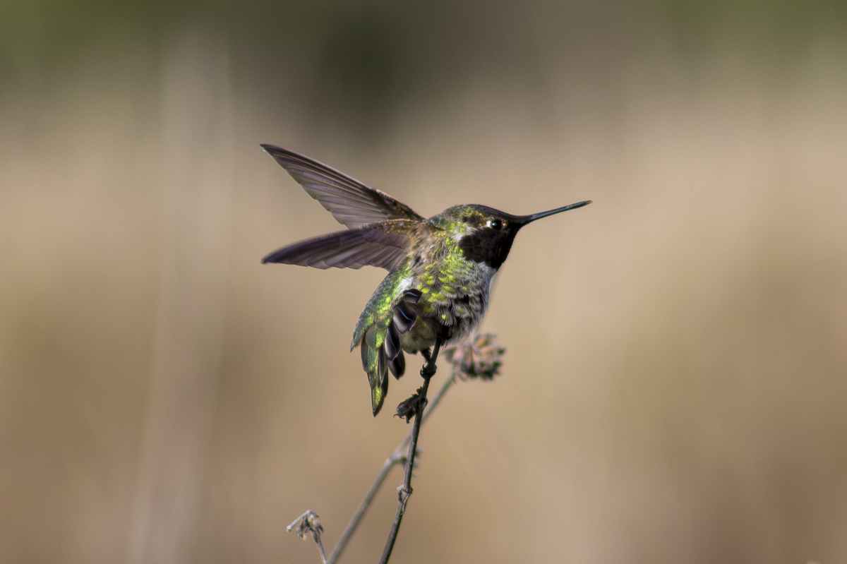 Anna's Hummingbird - ML649181846