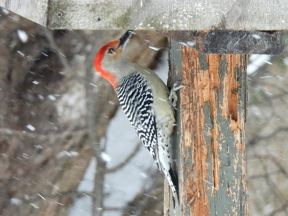 Red-bellied Woodpecker - ML649181849