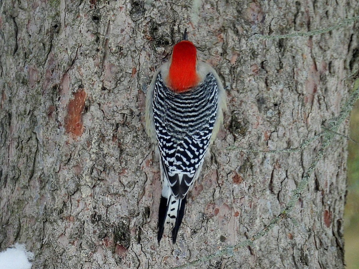 Red-bellied Woodpecker - ML649181850