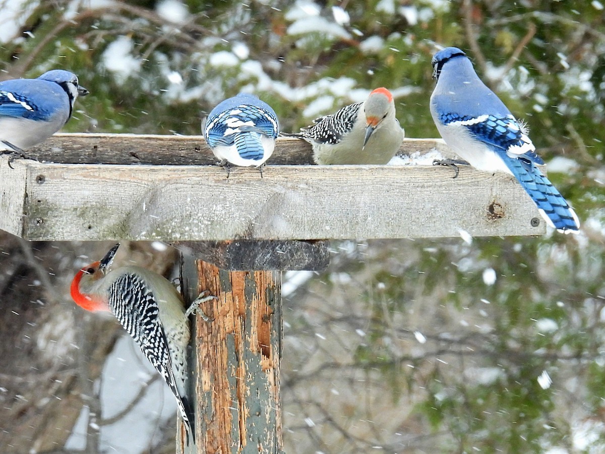 Red-bellied Woodpecker - ML649181851