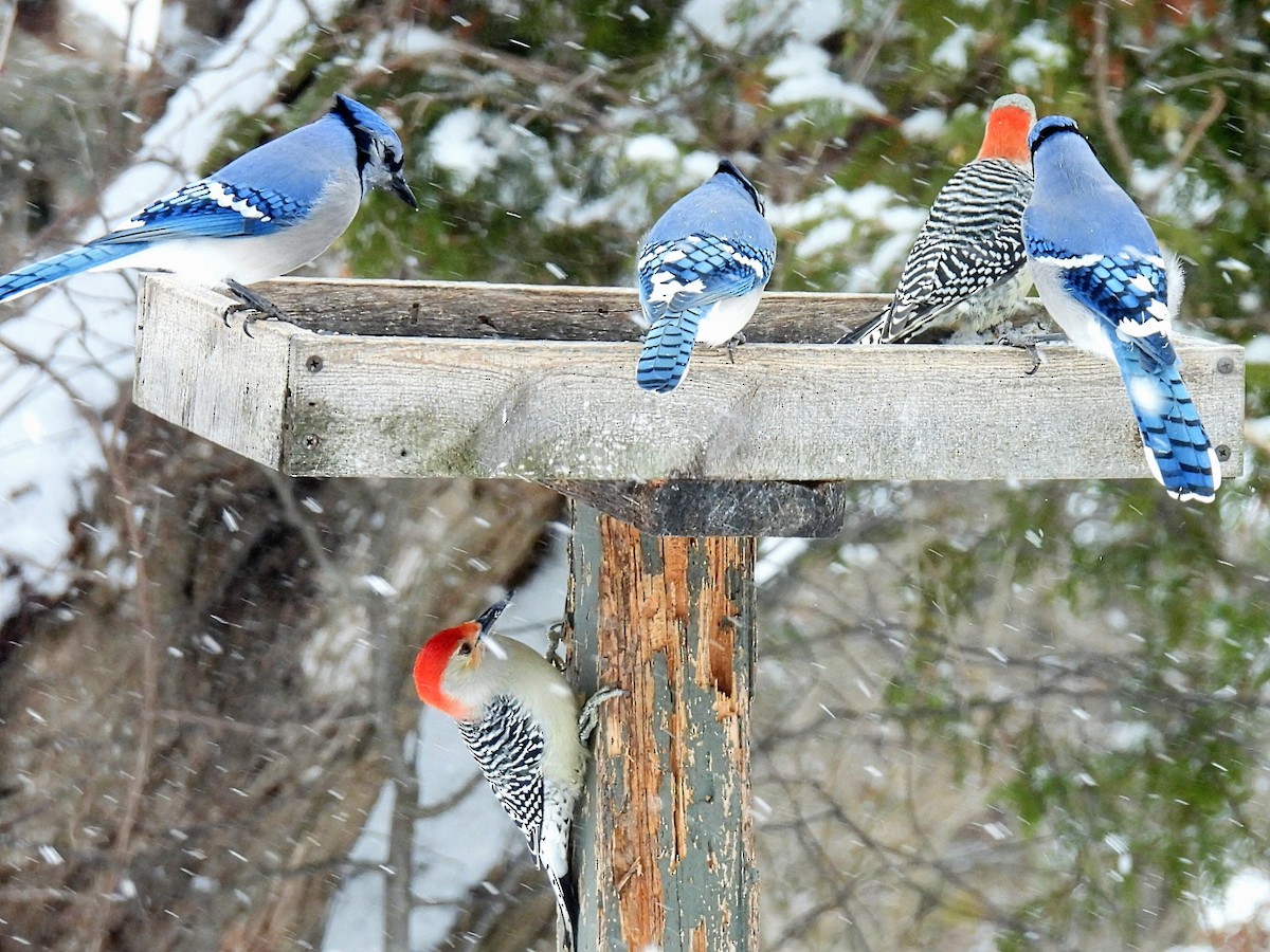 Red-bellied Woodpecker - ML649181852