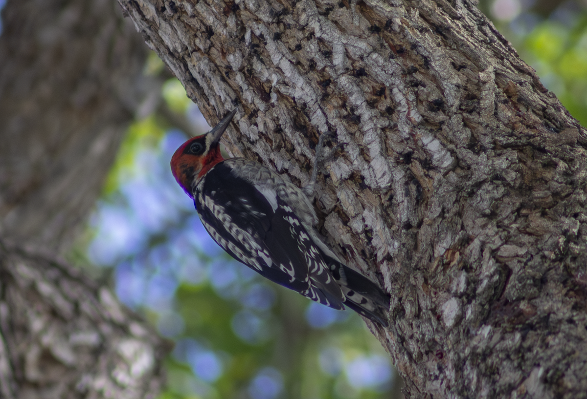 Red-breasted Sapsucker - ML649181914