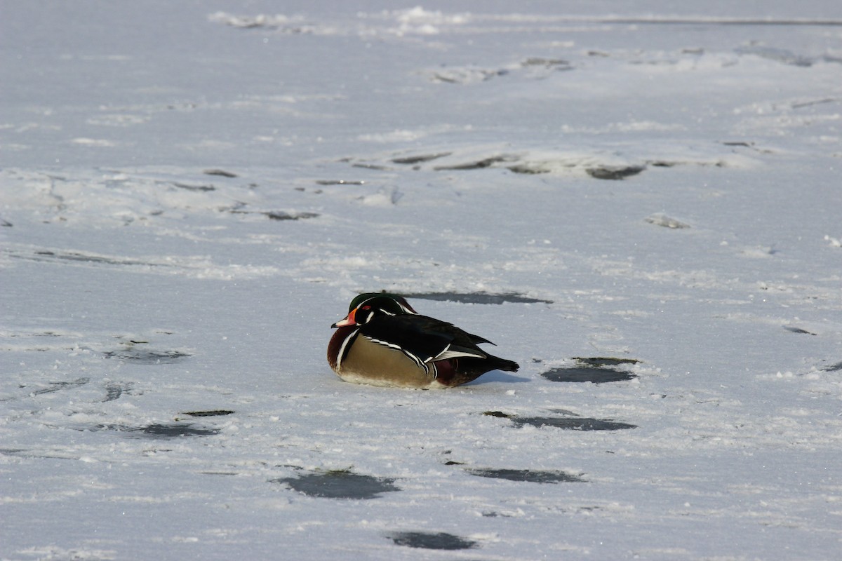 アメリカオシ - ML649181935
